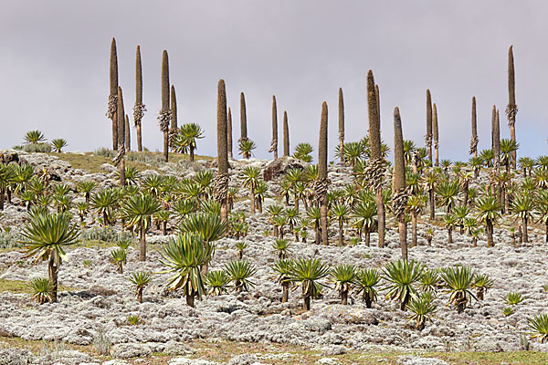 Aethiopien (Ethiopia)