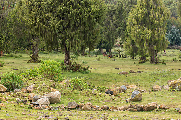 Aethiopien (Ethiopia)