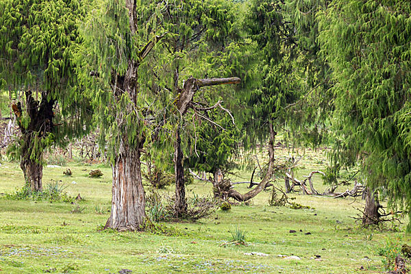 Aethiopien (Ethiopia)