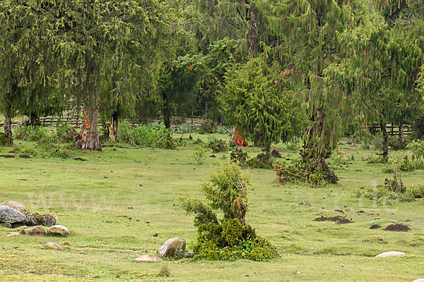 Aethiopien (Ethiopia)