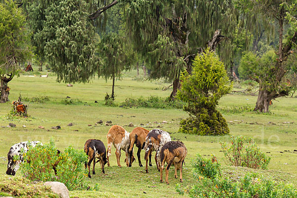 Aethiopien (Ethiopia)