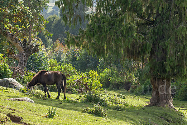 Aethiopien (Ethiopia)