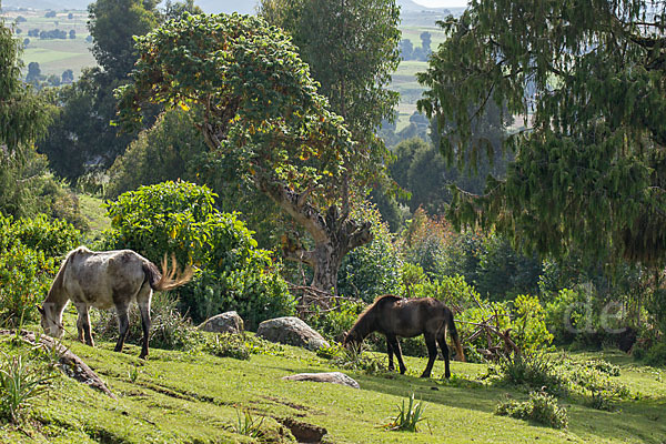 Aethiopien (Ethiopia)