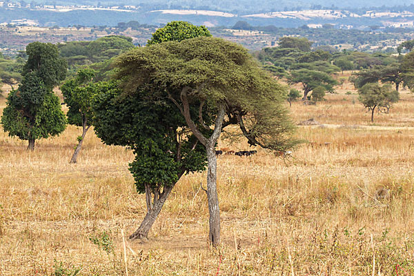 Aethiopien (Ethiopia)