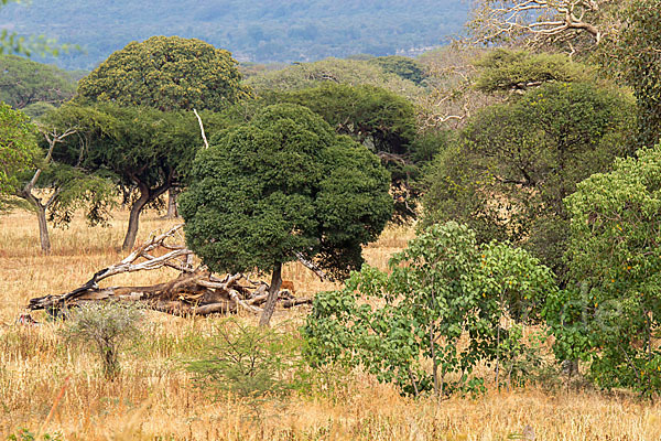 Aethiopien (Ethiopia)