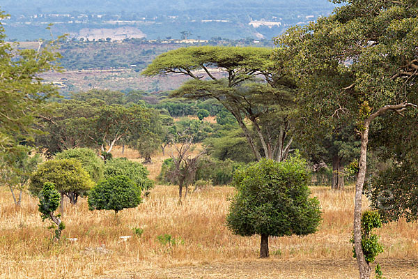 Aethiopien (Ethiopia)