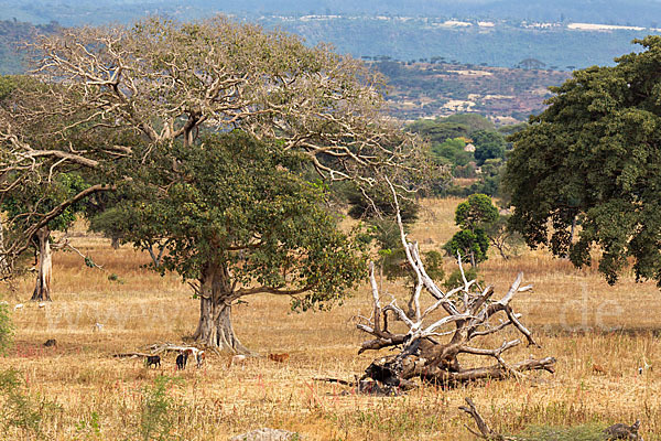 Aethiopien (Ethiopia)