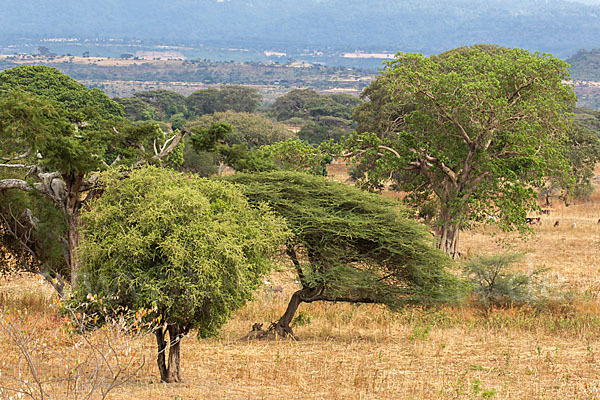 Aethiopien (Ethiopia)