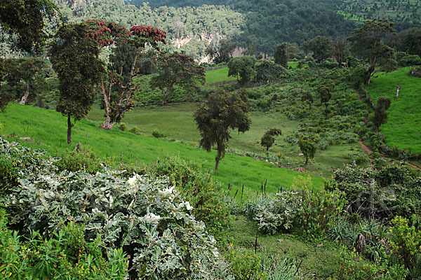 Aethiopien (Ethiopia)