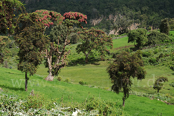 Aethiopien (Ethiopia)