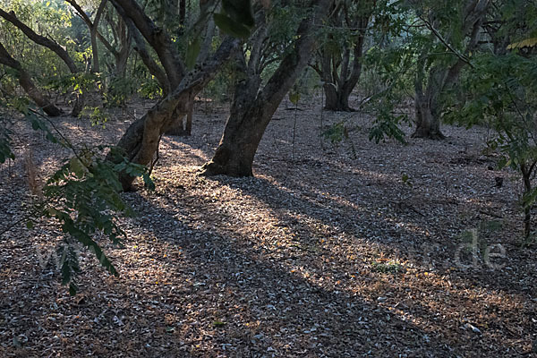 Aethiopien (Ethiopia)