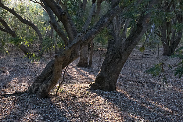 Aethiopien (Ethiopia)