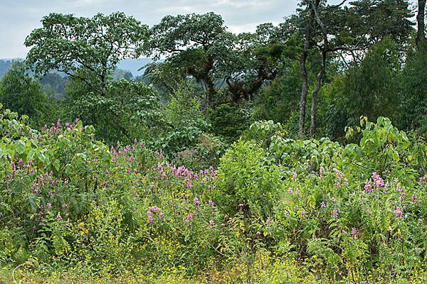 Aethiopien (Ethiopia)