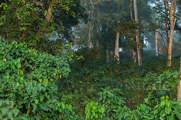 Aethiopien (Ethiopia)