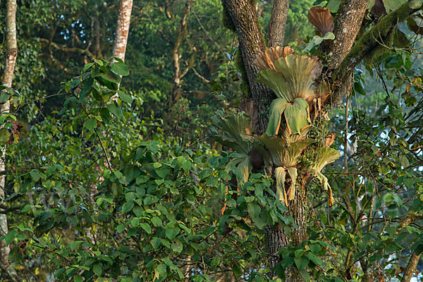 Aethiopien (Ethiopia)