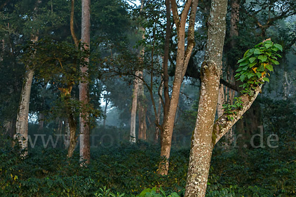 Aethiopien (Ethiopia)