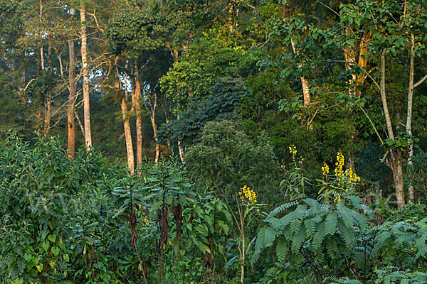 Aethiopien (Ethiopia)