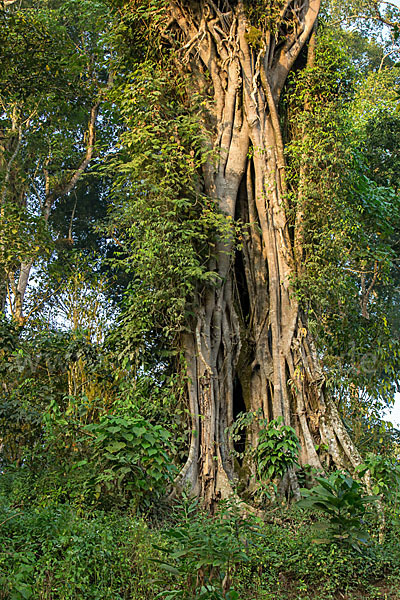 Aethiopien (Ethiopia)