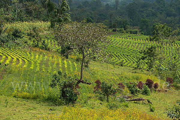 Aethiopien (Ethiopia)