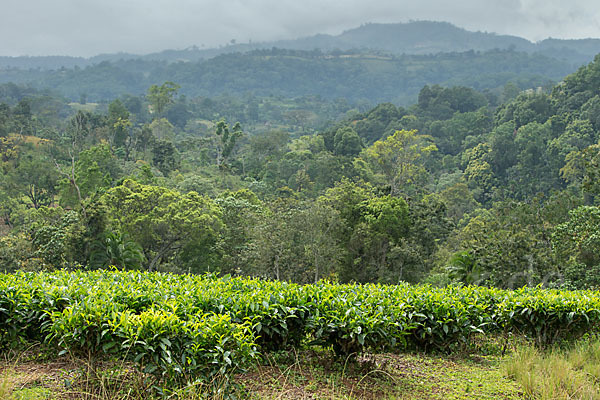 Aethiopien (Ethiopia)