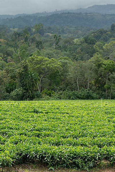 Aethiopien (Ethiopia)