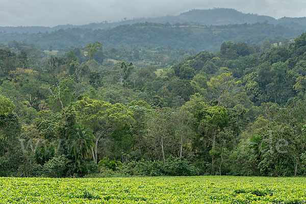 Aethiopien (Ethiopia)