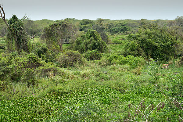 Aethiopien (Ethiopia)