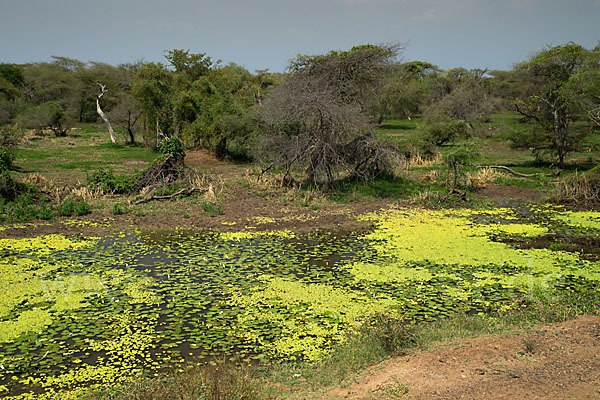 Aethiopien (Ethiopia)