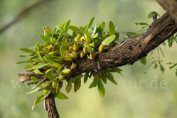 Aethiopien (Ethiopia)