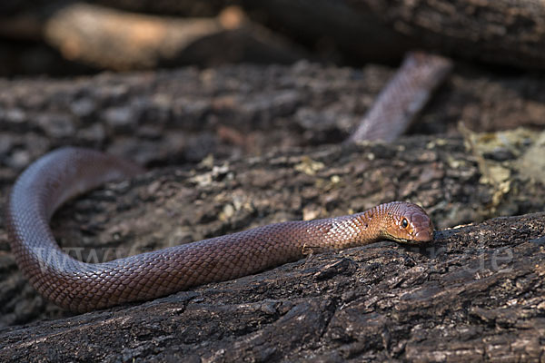 Aethiopische Hakennase (Scaphiophis raffreyi)