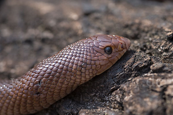 Aethiopische Hakennase (Scaphiophis raffreyi)