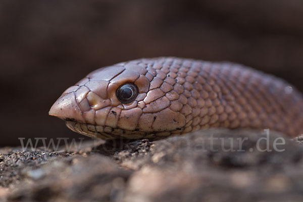 Aethiopische Hakennase (Scaphiophis raffreyi)