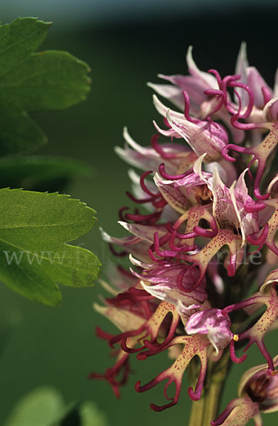 Affen-Knabenkraut (Orchis simia)