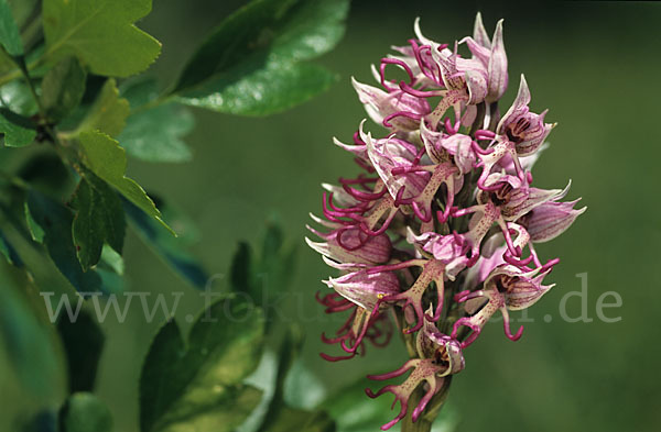 Affen-Knabenkraut (Orchis simia)