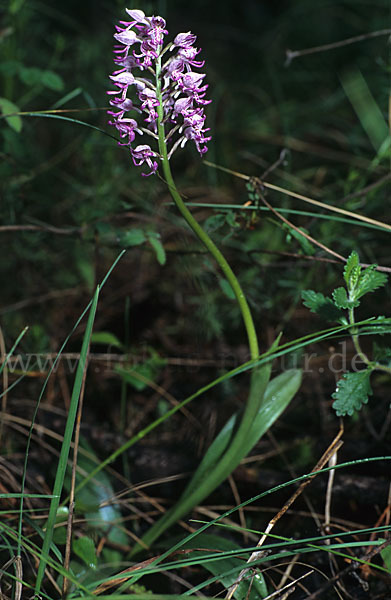 Affen-Knabenkraut x Helm-Knabenkraut (Orchis simia x Orchis militaris)