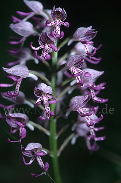 Affen-Knabenkraut x Helm-Knabenkraut (Orchis simia x Orchis militaris)