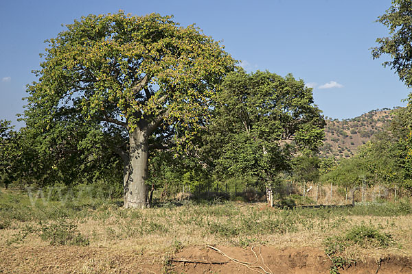Affenbrotbaum (Adansonia digitata)
