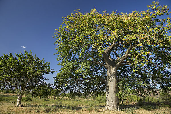 Affenbrotbaum (Adansonia digitata)