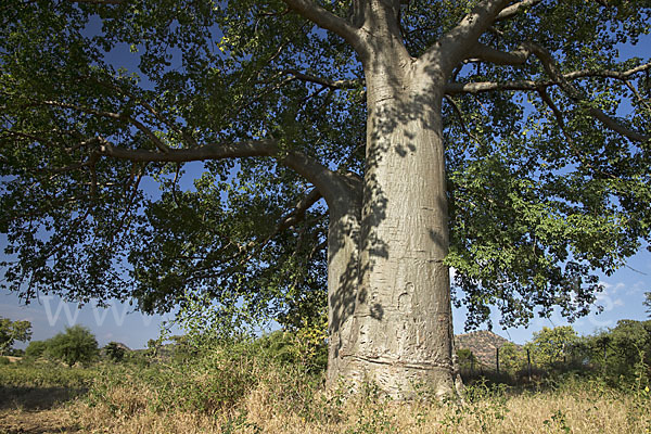 Affenbrotbaum (Adansonia digitata)