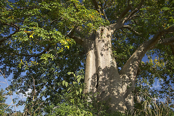 Affenbrotbaum (Adansonia digitata)