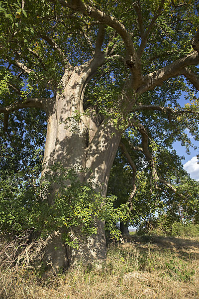 Affenbrotbaum (Adansonia digitata)