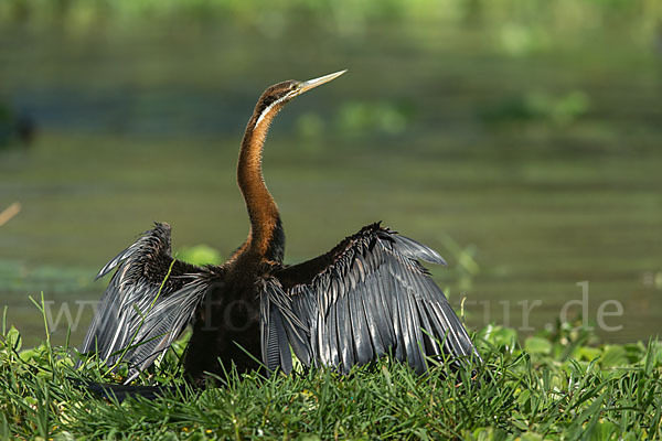 Afrika-Schlangenhalsvogel (Anhinga rufa)