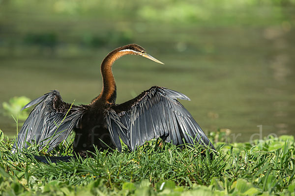 Afrika-Schlangenhalsvogel (Anhinga rufa)