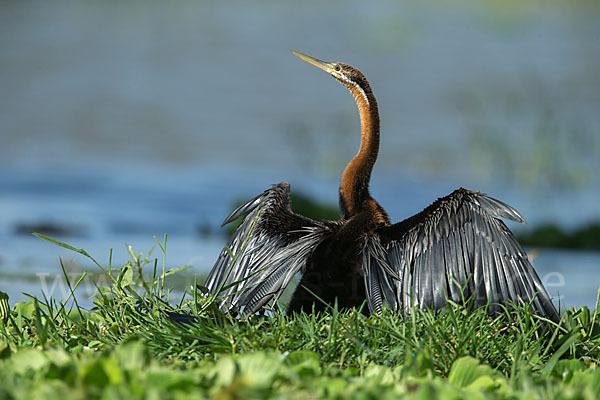 Afrika-Schlangenhalsvogel (Anhinga rufa)