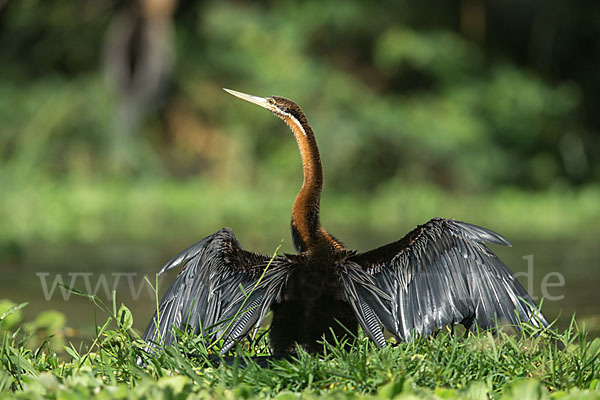 Afrika-Schlangenhalsvogel (Anhinga rufa)