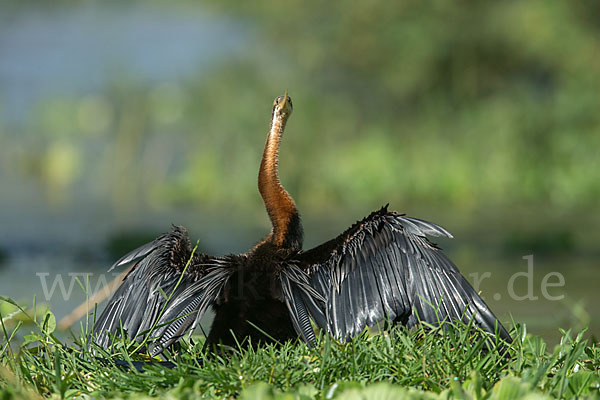 Afrika-Schlangenhalsvogel (Anhinga rufa)