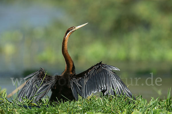 Afrika-Schlangenhalsvogel (Anhinga rufa)