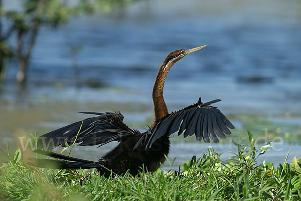 Afrika-Schlangenhalsvogel (Anhinga rufa)