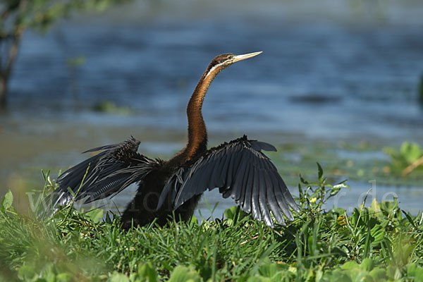 Afrika-Schlangenhalsvogel (Anhinga rufa)