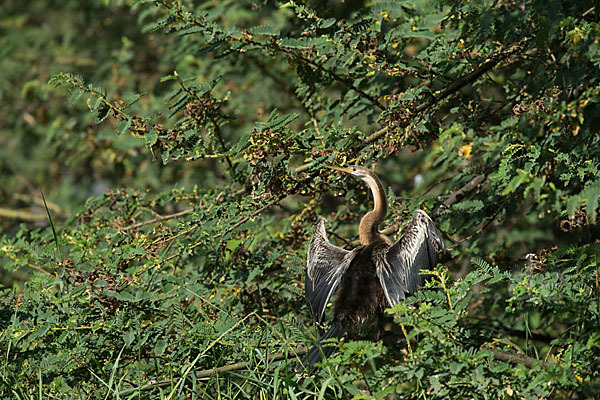 Afrika-Schlangenhalsvogel (Anhinga rufa)